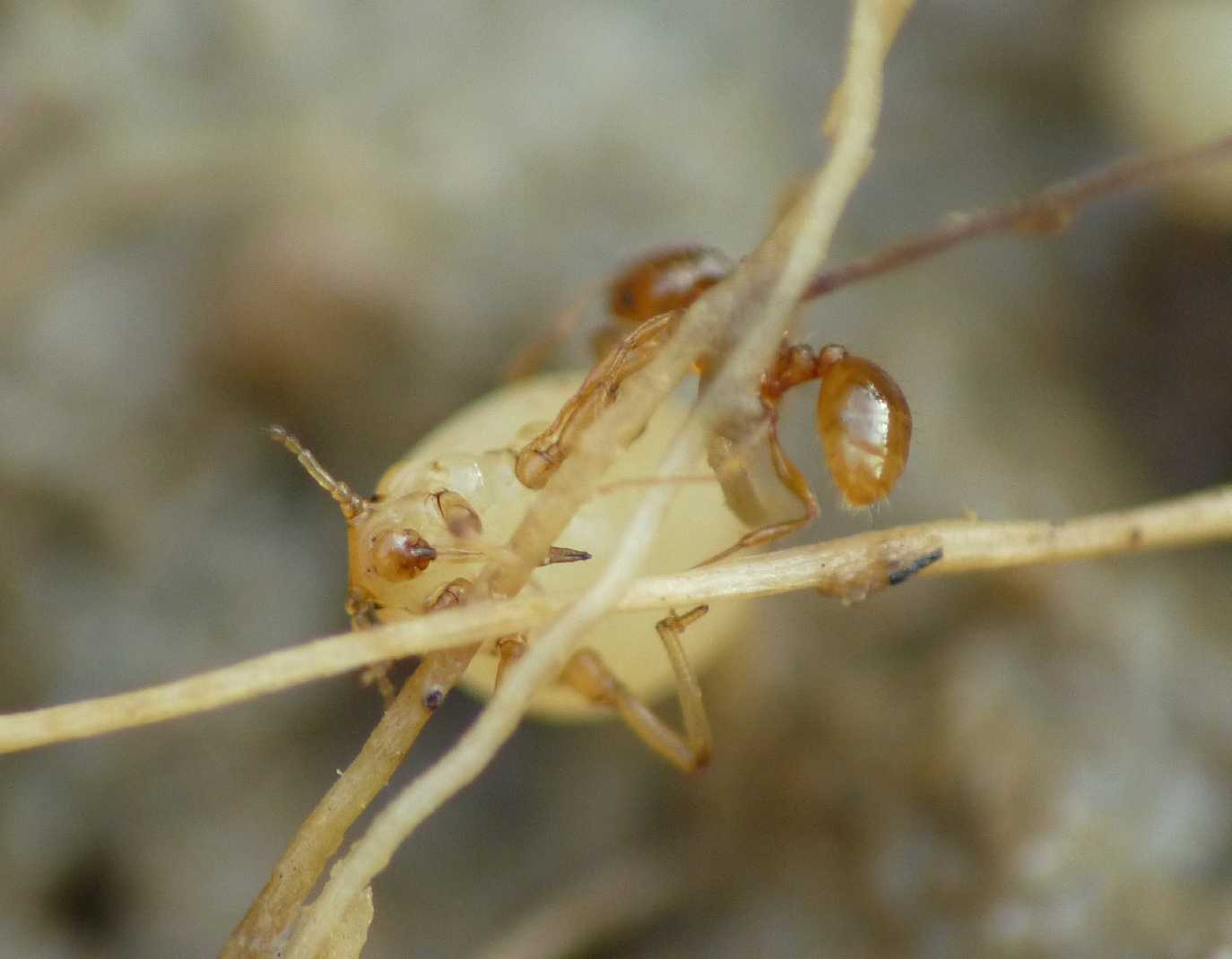 Altri afidi ( Fam.  Aphididae)  presso formiche Tetramorium